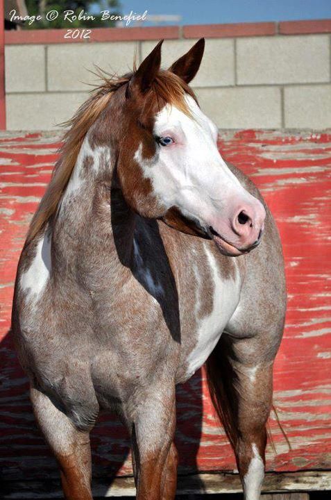 Strawberry Roan Paint Horse